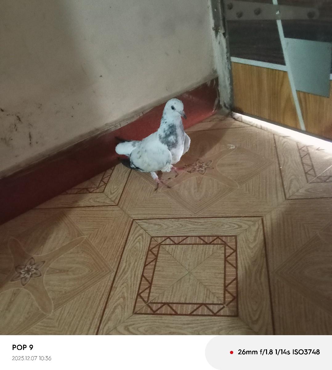 थंबनेल 3