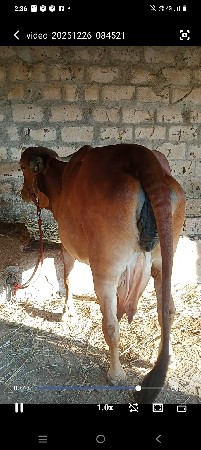 થંબનેલ 2