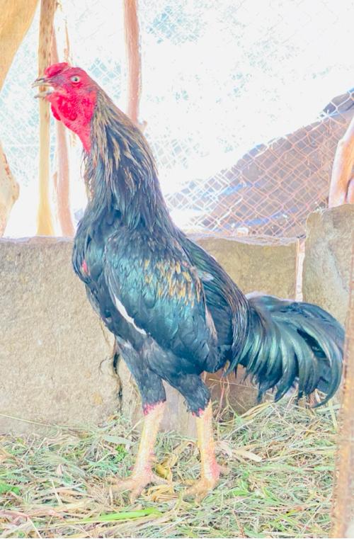 11 mahina no asil kukdo