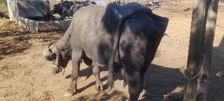 थंबनेल 3