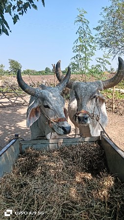 थंबनेल 2