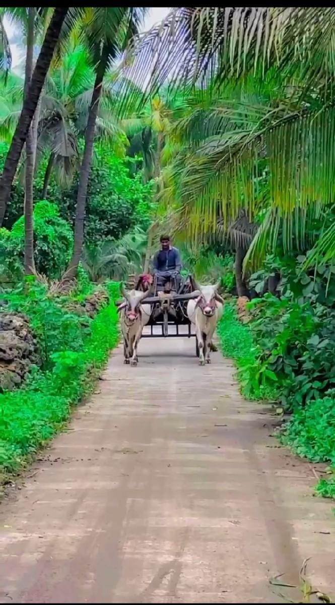 ગોધલા વેશવાના છે