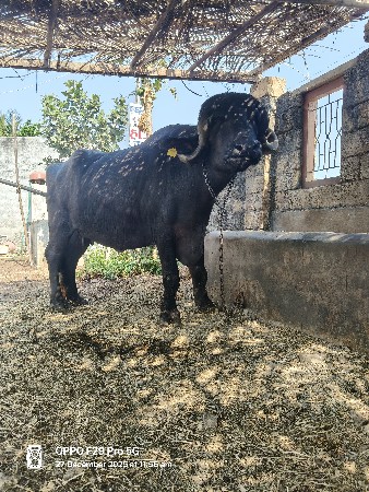 थंबनेल 1