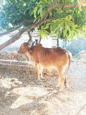 થંબનેલ 1