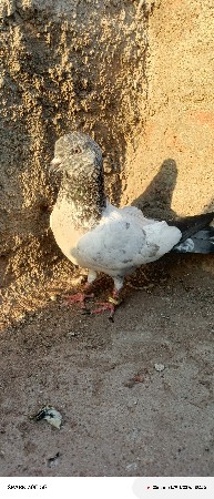 थंबनेल 3