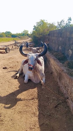 થંબનેલ 2