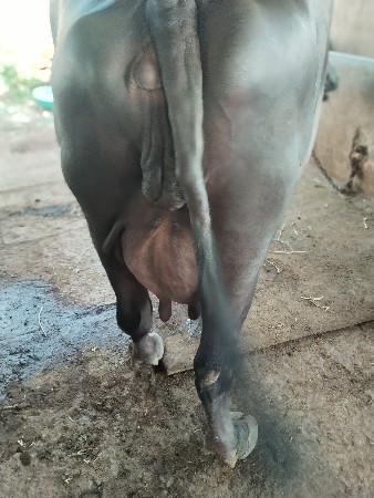 ભેંસ વેચવાની છે