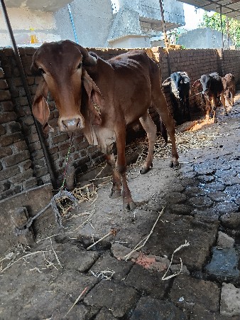 થંબનેલ 1