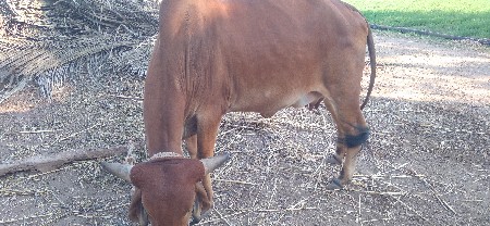 વેસવાનીસે