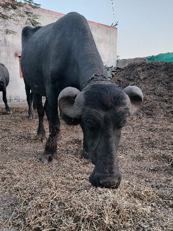 थंबनेल 2