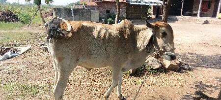 બળદ વેચવાના છે