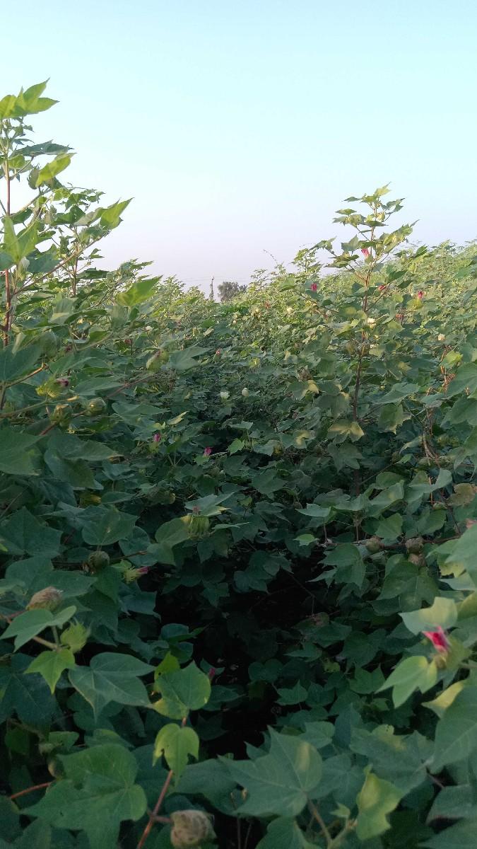 વાઢ વાળા ખડ નું બીયારણ વેચવાનું