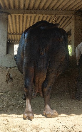 ભેંસ વેચવાની છે