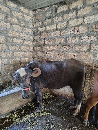 થંબનેલ 1