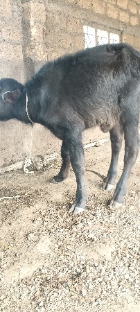 थंबनेल 3