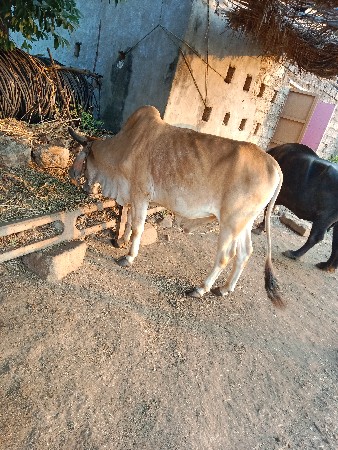 થંબનેલ 3