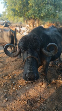 થંબનેલ 3