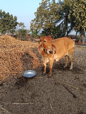 હોળકી વેચવાનીછે