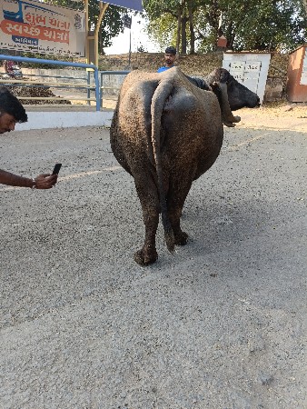 થંબનેલ 3