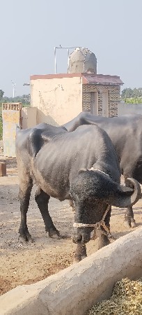 थंबनेल 2