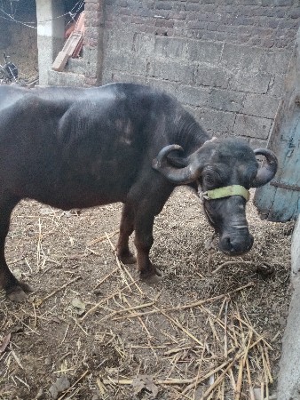 ખડેલું વેચવાનું છે