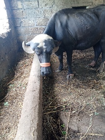 khadeli vechvani che.