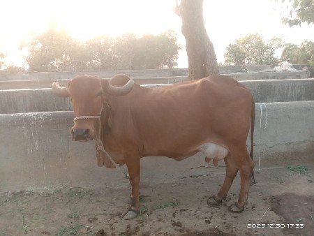 थंबनेल 3