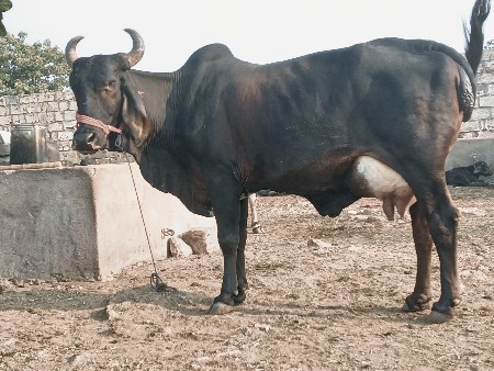 ગાય વેચવાની છે