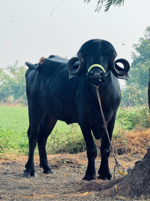 બે ખંડેલી દેવની છે પેલું વેતર 2 થિ આઢી ગાભાં છે