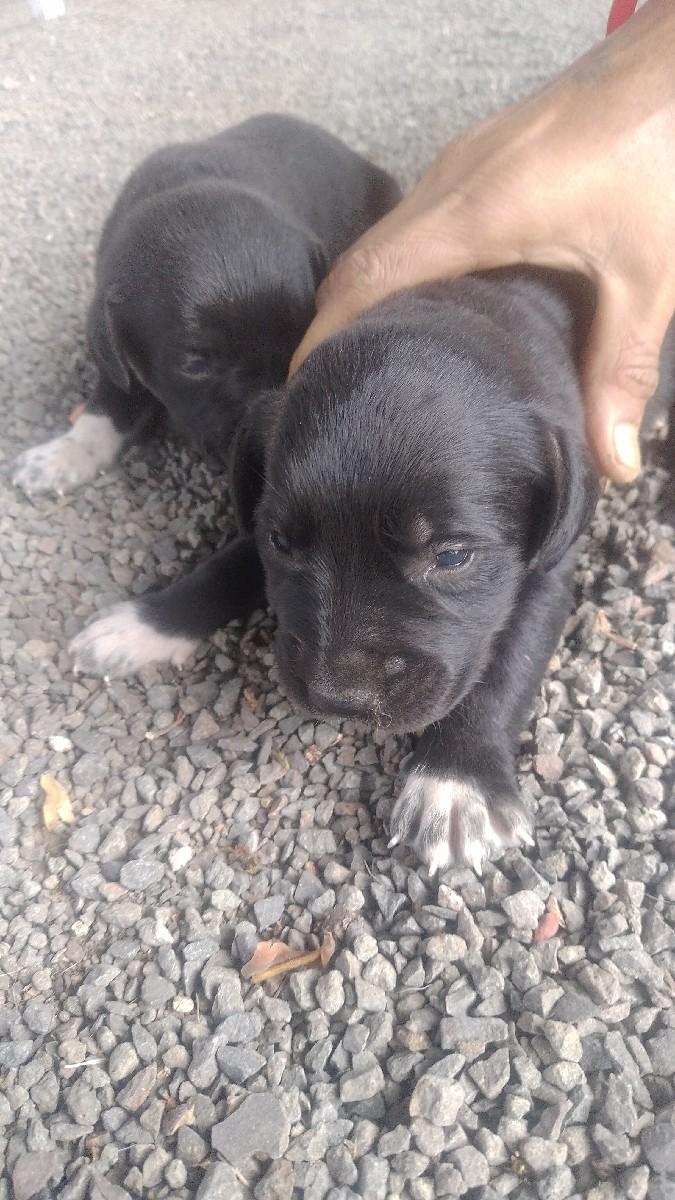 લેબ્રાડોર 4 ફિમેલ વેચવાની છે