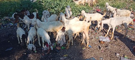 થંબનેલ 2