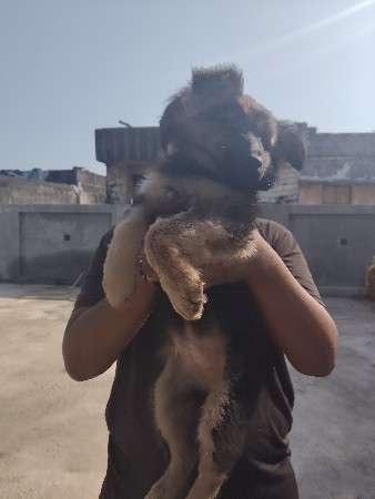 થંબનેલ 2