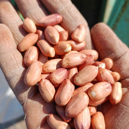 ૩૯ નંબર મગફળીના દાણા વેશાવ છે કોરા