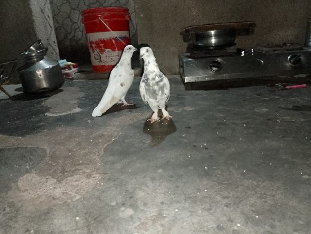 થંબનેલ 3