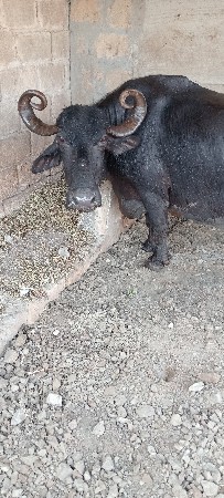 थंबनेल 1