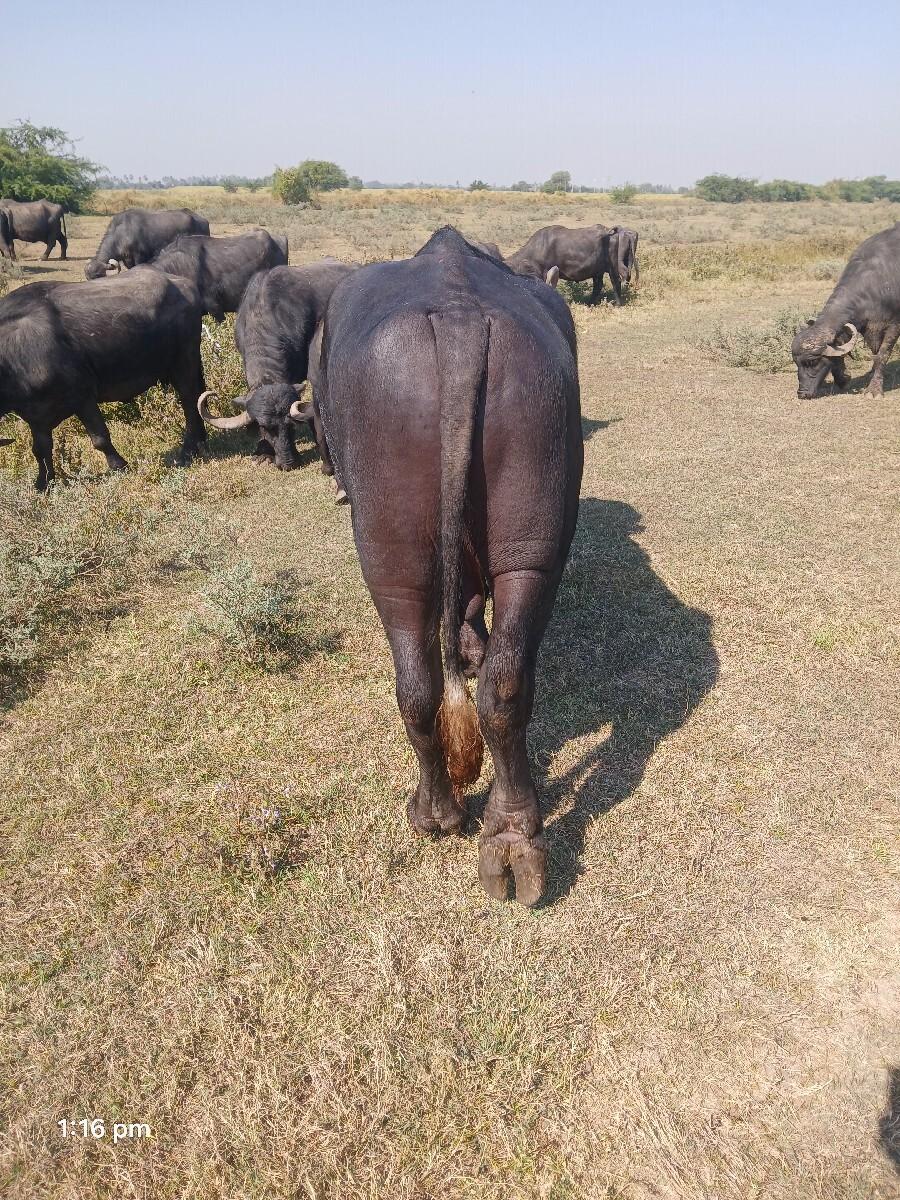 થંબનેલ 3