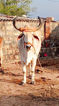 ત્રીજી ધર્મ આકડા બળદ છે ફુલ જવાબ