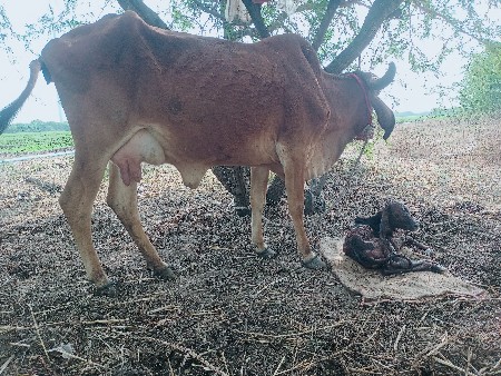 थंबनेल 2