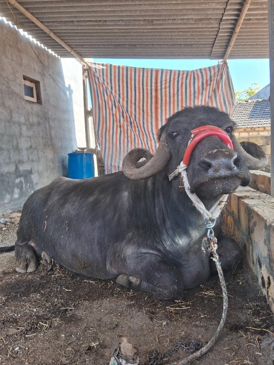 ભેંસ વેચવાની છે