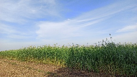 લીલી જુવાર