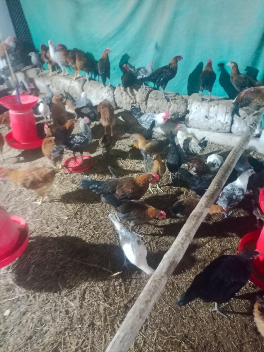 થંબનેલ 2