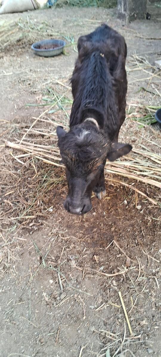 ભેંસ વેચવાની છે