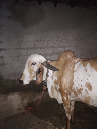 ગાય વેચવાની છે