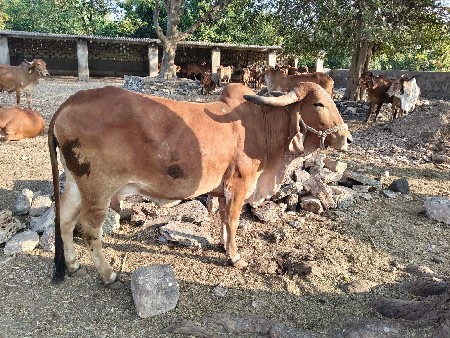 थंबनेल 2