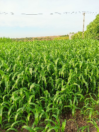 લીલી જુવાર વેચવાની છે