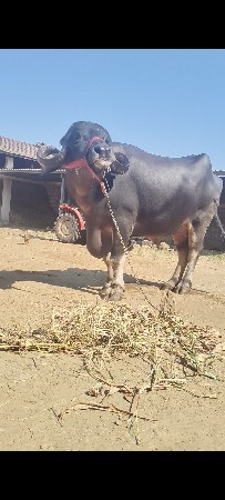 થંબનેલ 2