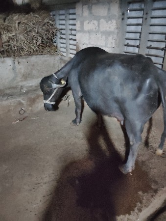 ભેસ વેચવાની છે