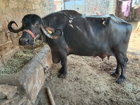 थंबनेल 3