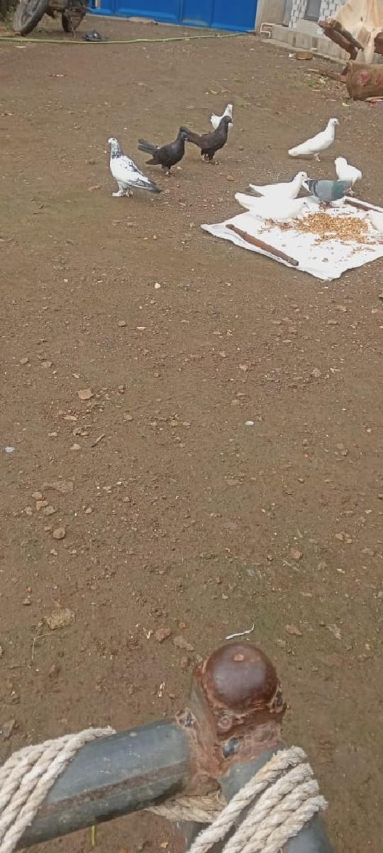 થંબનેલ 3