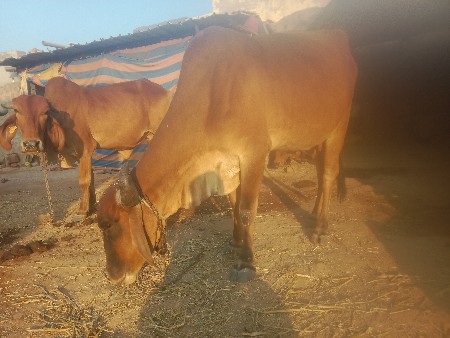 ગાય વેચવા ની છે 3વેતર ગાભણ છે